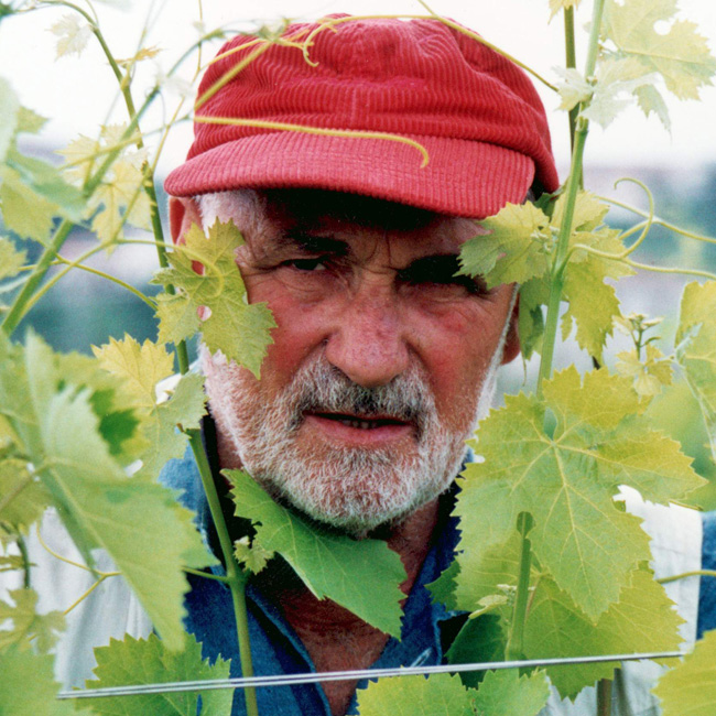 Cantine Antonio Caggiano, catalogo online vini